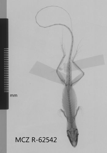 Media type: image;   Herpetology R-62542 Aspect: dorsoventral x-ray